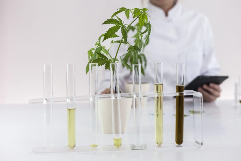 CBD oils in laboratory pipettes, hemp plant and scientist in background